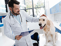 Veterinary Professionals Veterinary Professionals
